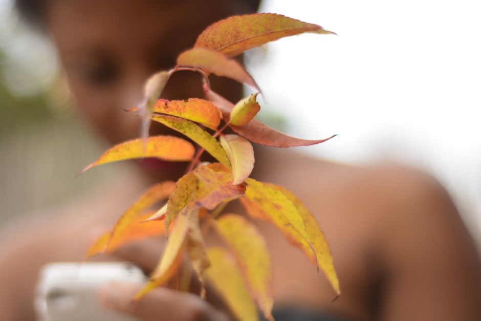 Macro shot of vibrant autumn leaves in focus with blurred background, perfect for seasonal themes.