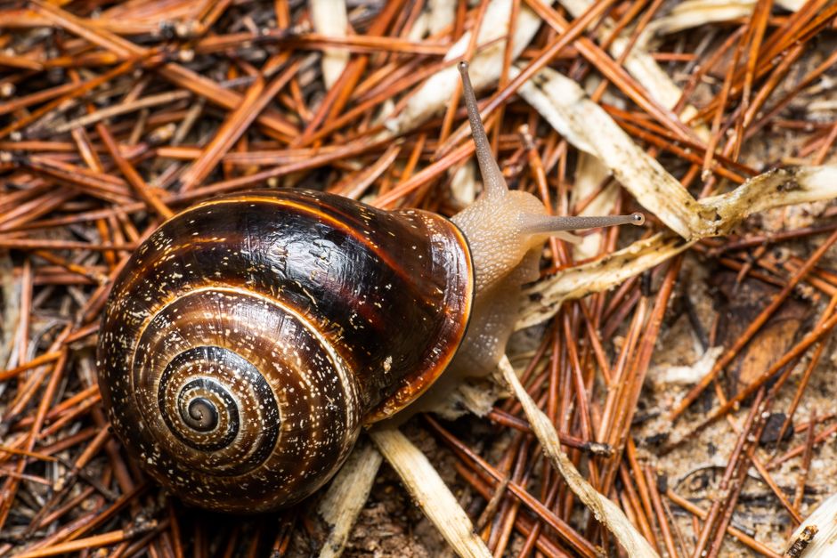 Detailed macro shot of a garden snail amidst pine needles in Valencia, Spain.