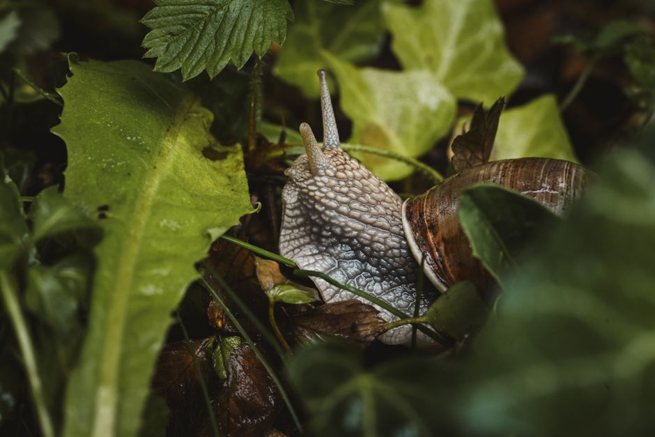 Detailed macro shot of a snail amidst verdant leaves, showcasing natural beauty.
