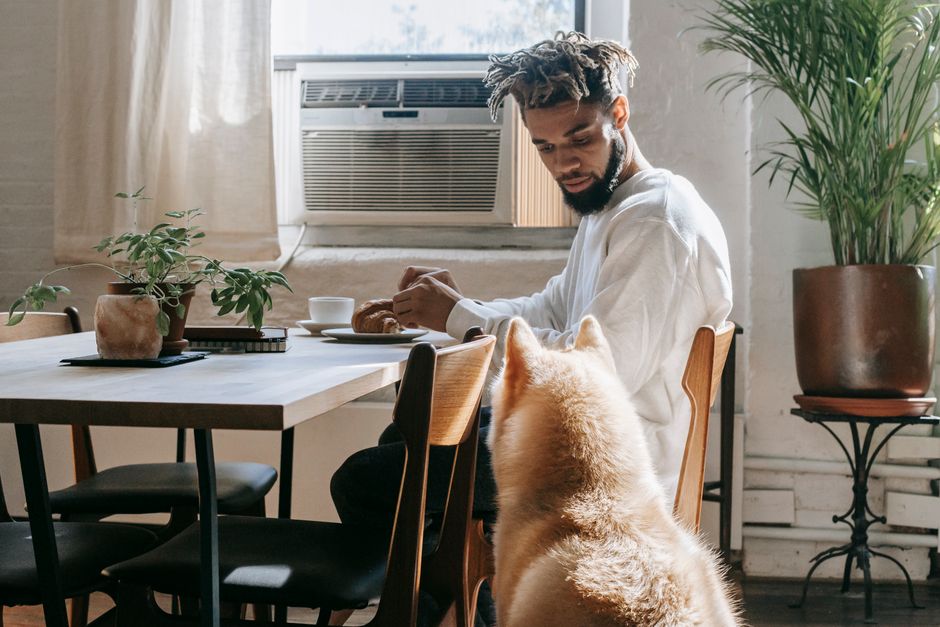 How to Choose a Pet Air Purifier That Actually Traps Dander and Odors