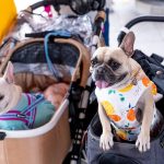 How to Choose a PAWZIDEA Dog Stroller That Handles 100 lbs and Rough Terrain