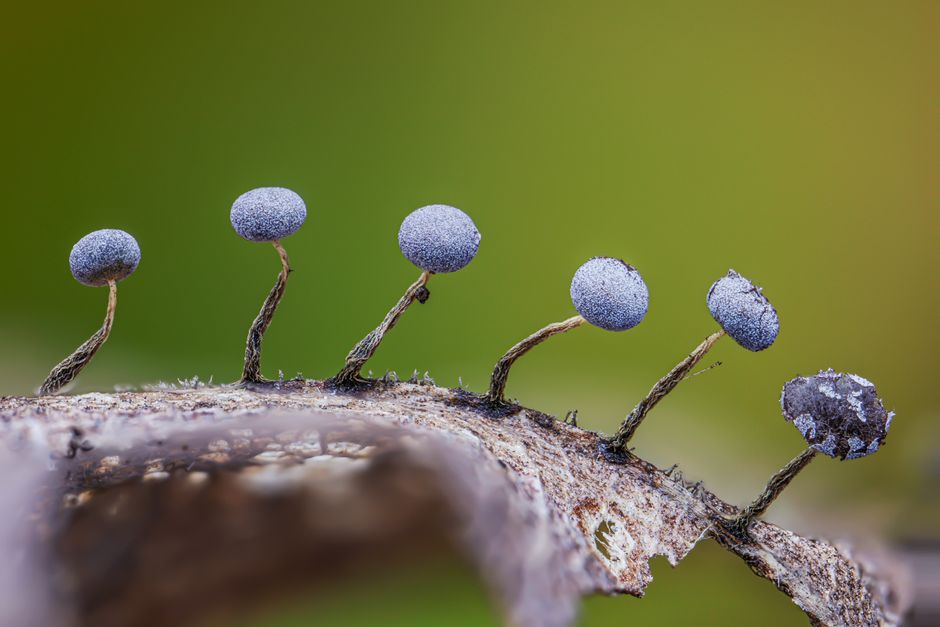 Macro photograph of delicate fungi growing on a decomposing leaf with a blurred green background.