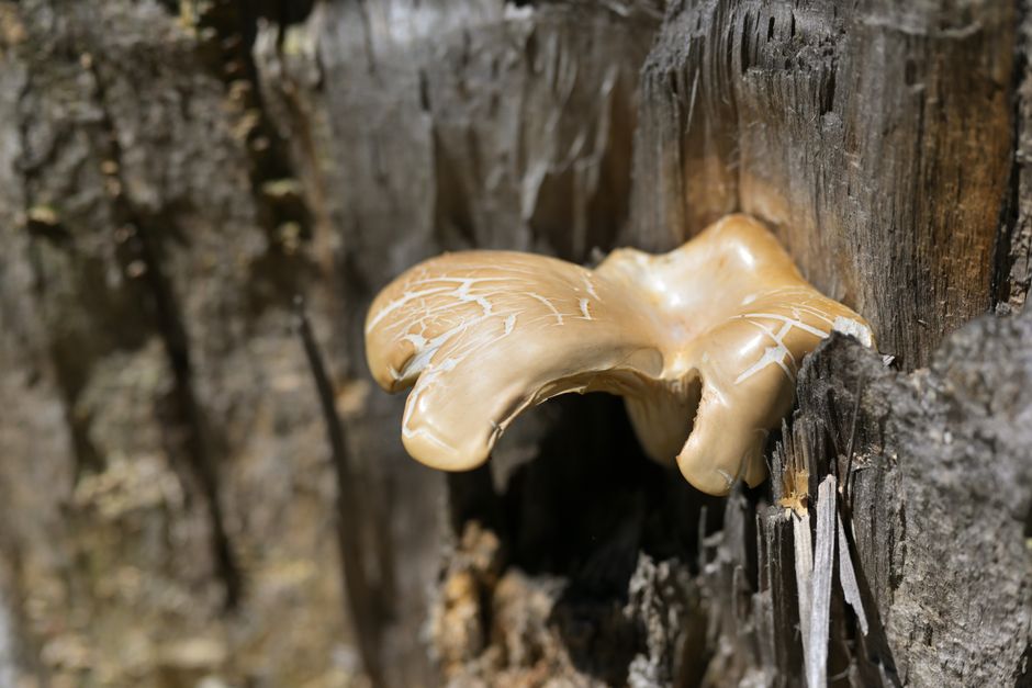 Macro shot of a tan oyster mushroom (Pleurotus ostreatus) on a rotting log in a forest setting.