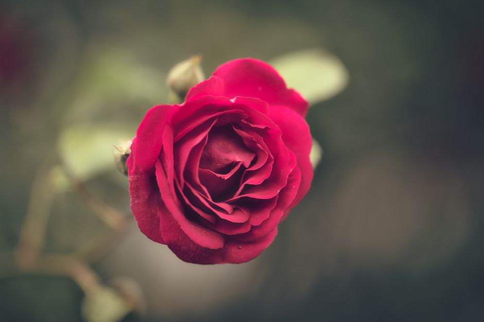 Detailed close-up of a vibrant red rose blooming in a lush garden setting.