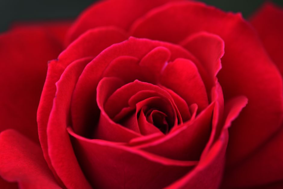 Vibrant red rose in full bloom, captured in a detailed close-up shot.