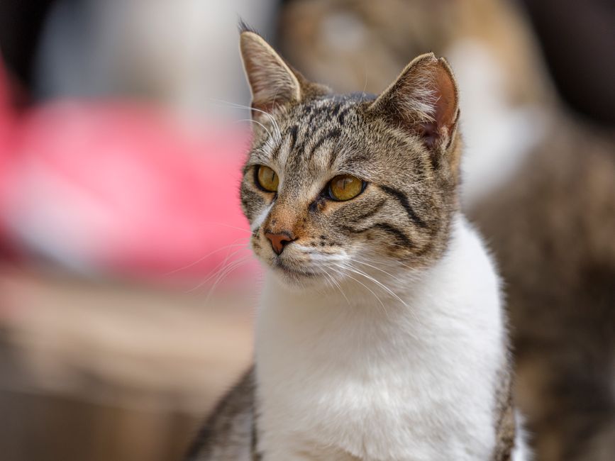 A close-up portrait of a tabby cat with a focused expression, captured outdoors in natural light.